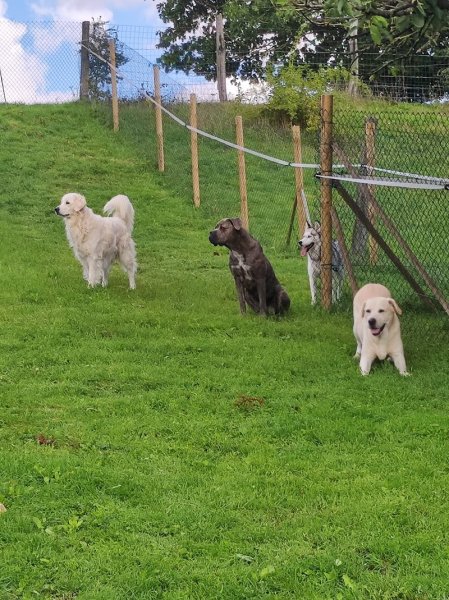 Pension canine/féline La maison de vacances des 4 pattes - photo 1
