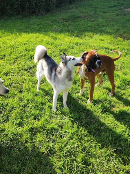 Pension canine/féline La maison de vacances des 4 pattes - photo 2