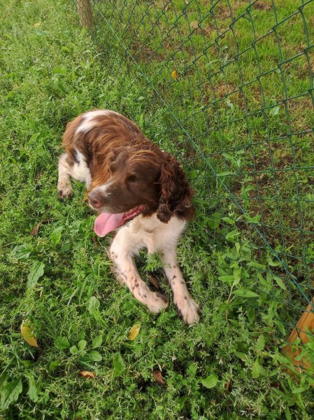 Pension canine/féline La maison de vacances des 4 pattes - photo 3