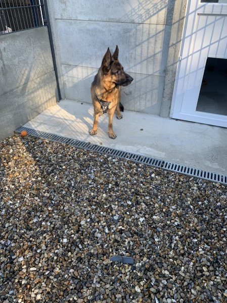 Auberge Canine Et Féline