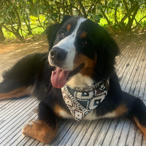 Auberge Canine Et Féline - photo 2