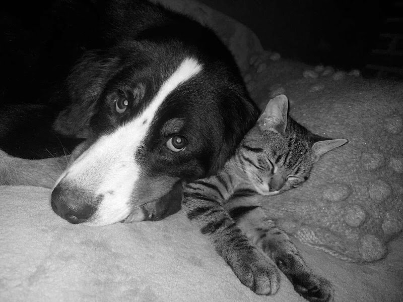 Auberge Canine Et Féline - photo 3