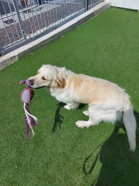 Pension Canine des Sources de la Liane - photo 1