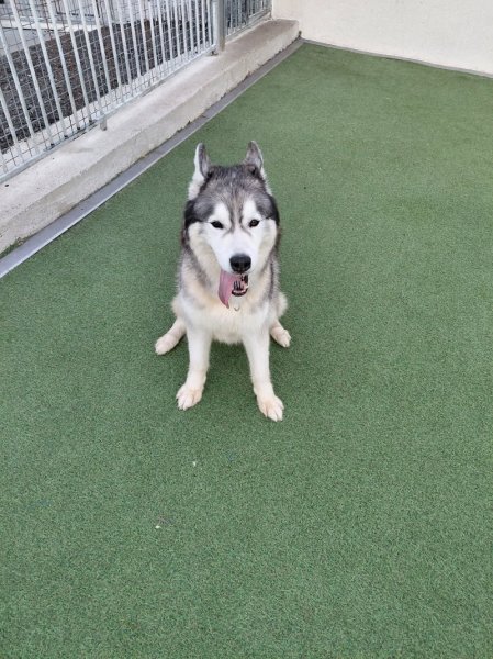 Pension Canine des Sources de la Liane - photo 2