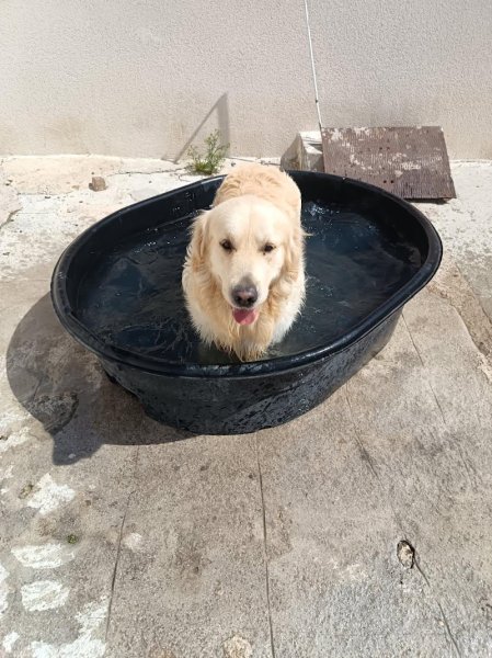 Pension Canine des Sources de la Liane - photo 3