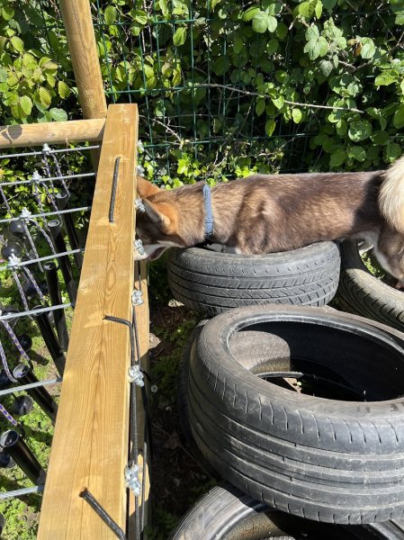 Caniland Parc de Loisirs Canin - photo 3