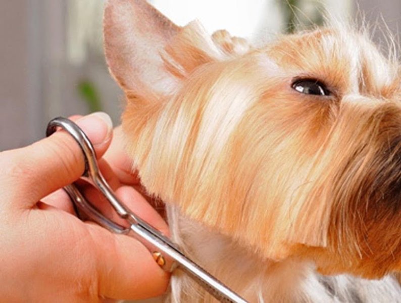 DOG'S PARADISE - photo 2