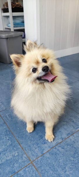 DOG'S PARADISE - photo 3