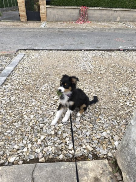 Éleveur chien - Élevage canin Pas-de-Calais - La Plume Herlinoise - photo 2