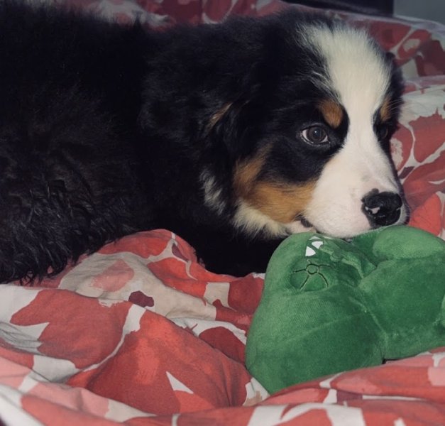 Éleveur chien - Élevage canin Pas-de-Calais - La Plume Herlinoise - photo 3