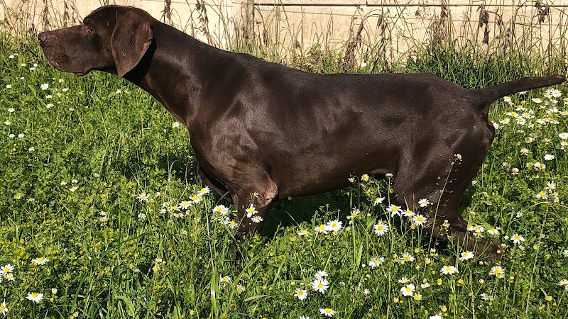 Pension canine. Pas de Calais - photo 1