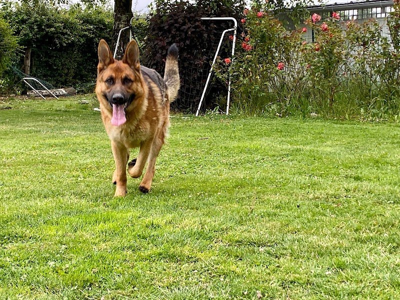 Pension canine. Pas de Calais - photo 2