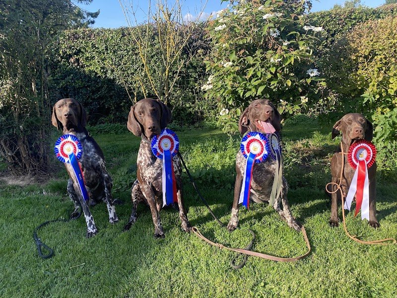 Pension canine. Pas de Calais - photo 3