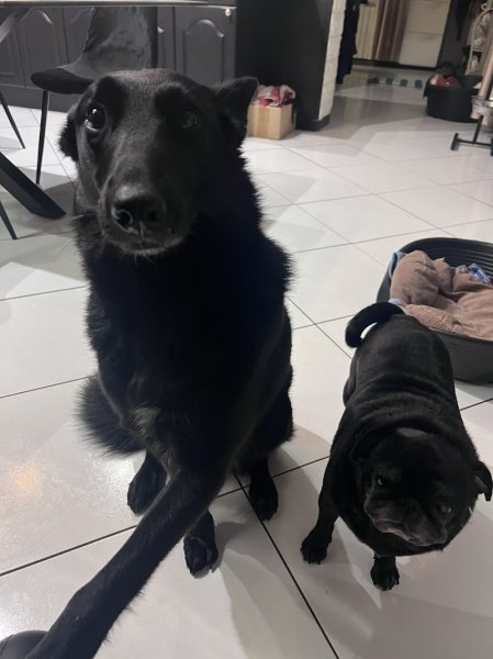 CroQ Canin - photo 2