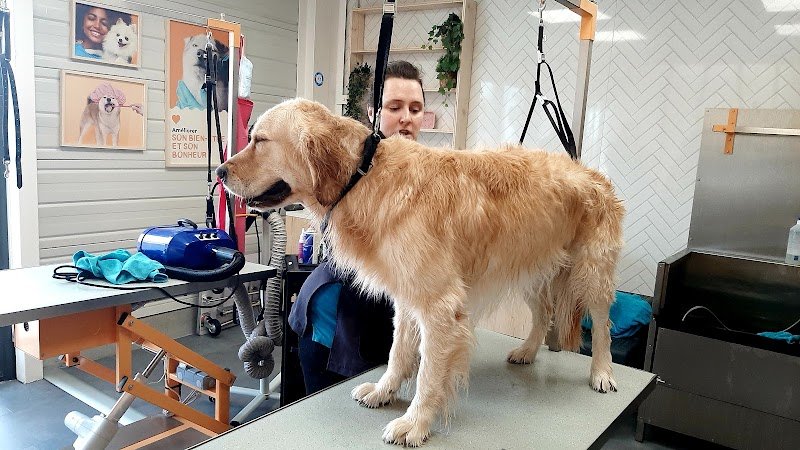 Tom&Co Auchy Les Mines - Dogform - photo 3