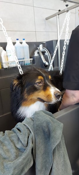 Au bien-être canin / St-Nicolas-Lez-Arras - photo 2