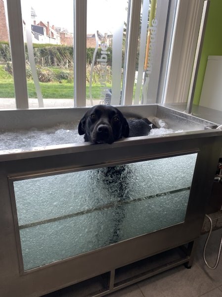 Au bien-être canin / St-Nicolas-Lez-Arras - photo 3