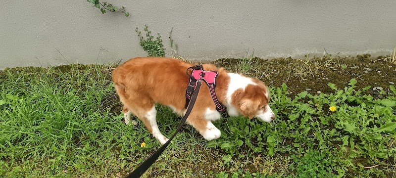 Boucle Dog Coralie - photo 1