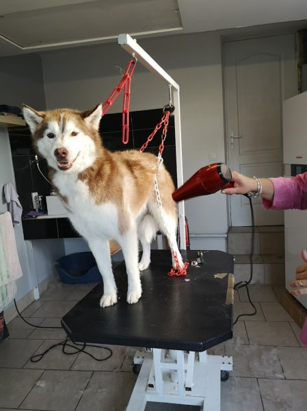 Boucle Dog Coralie - photo 2