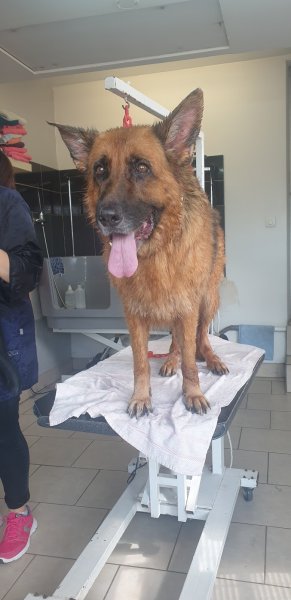 Boucle Dog Coralie - photo 3