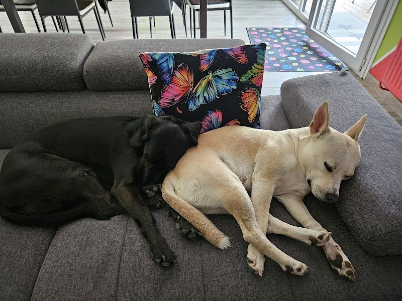 Zen DOG'S & Co - photo 3