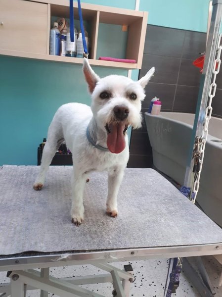 Tendance canine - photo 1