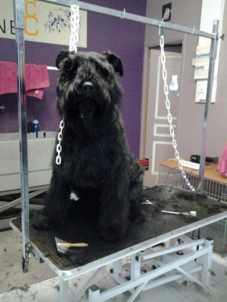 Tendance canine - photo 2