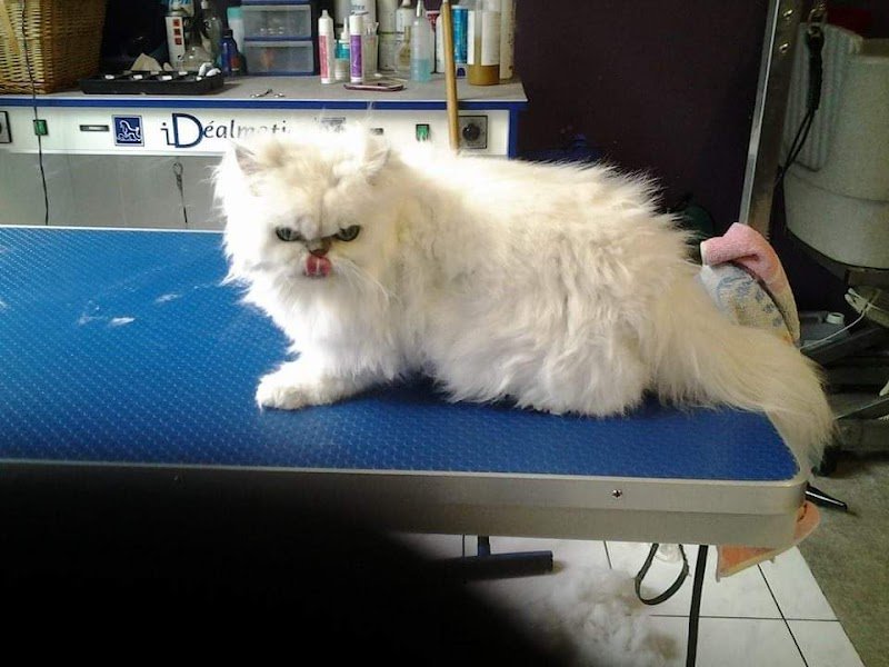 Tendance canine - photo 3