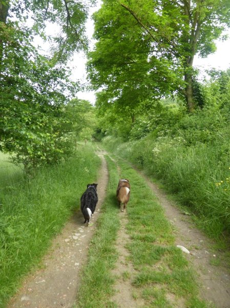 Laeti'Zamours Éducateur canin. Pension canine