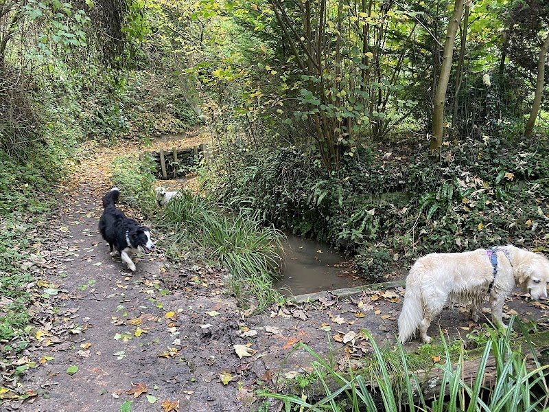 Laeti'Zamours Éducateur canin. Pension canine - photo 2