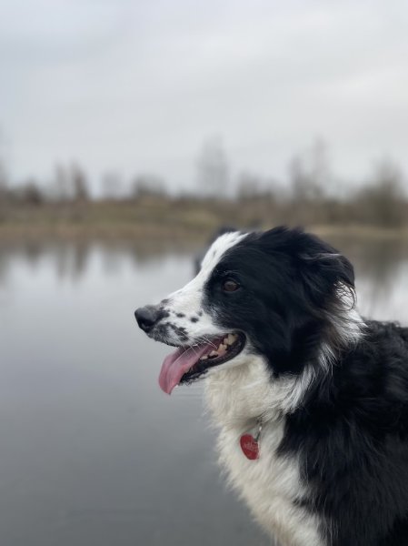 Laeti'Zamours Éducateur canin. Pension canine - photo 3