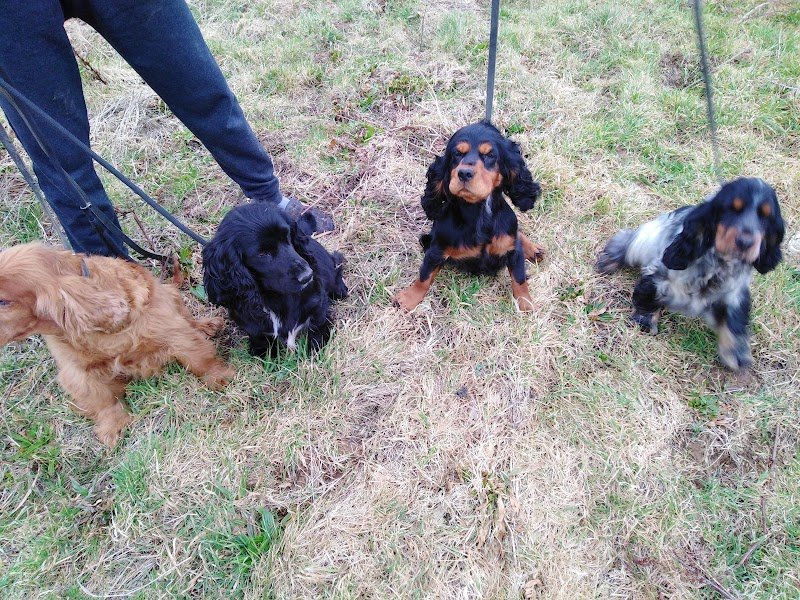 Élevage dressage et pension des Hauts Buissons