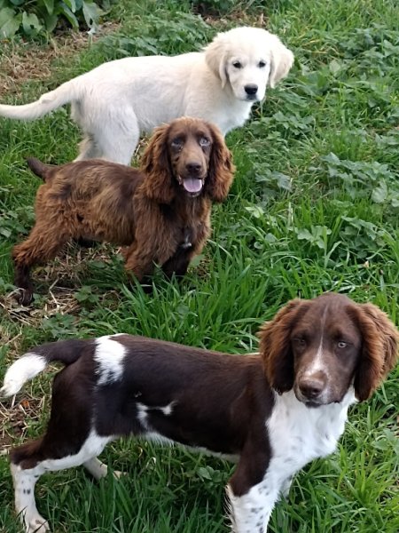 Élevage dressage et pension des Hauts Buissons - photo 2
