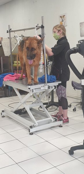 Tendresse Canine - photo 1