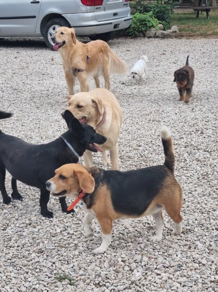 Pension Canine Elliot et Compagnie - photo 1