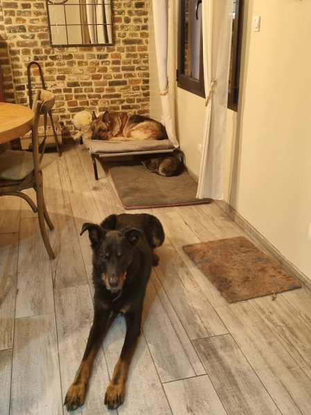 Pension Canine Elliot et Compagnie - photo 2