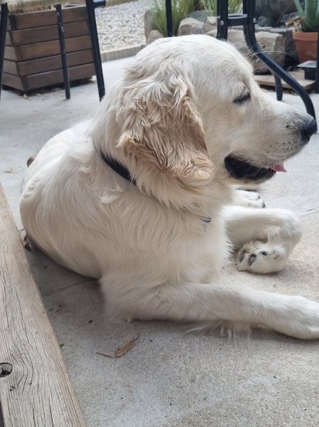 Pension Canine Elliot et Compagnie - photo 3