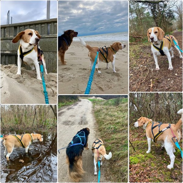 Cats&Dogs - Petsitter à votre domicile