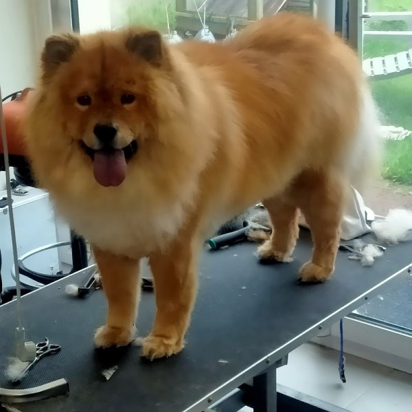 Nadine Dupont toiletteur canin - photo 1