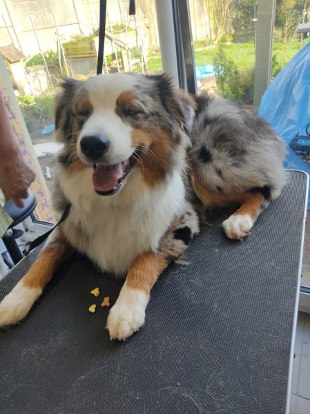 Nadine Dupont toiletteur canin - photo 2