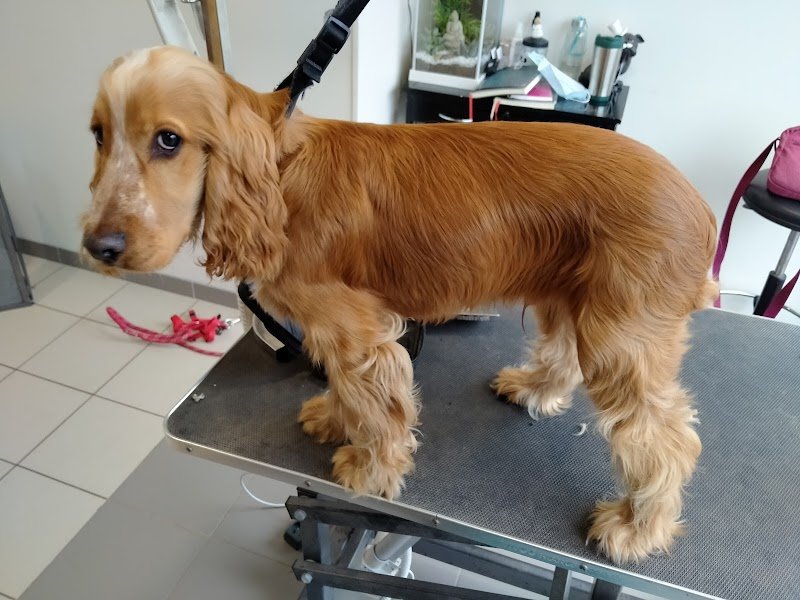 Nadine Dupont toiletteur canin - photo 3