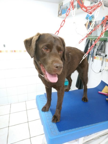 Histoire De Chien - photo 3