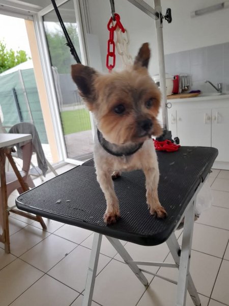 Au Paradis Canin - photo 2