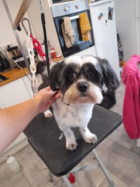 Au Paradis Canin - photo 3