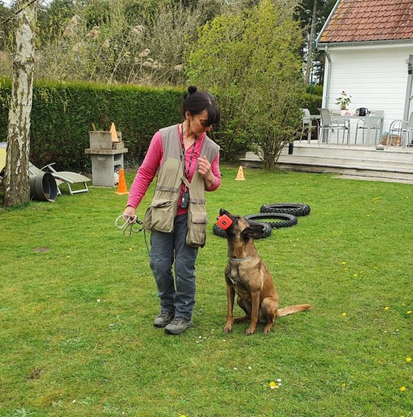 Etholologie Dog - photo 2