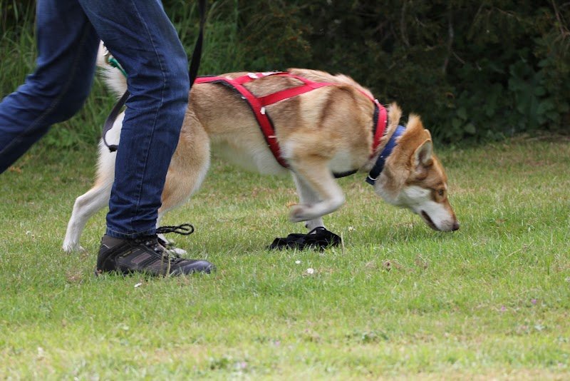 Etholologie Dog - photo 3