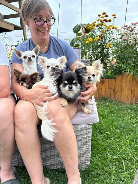 Complexe canin et élevage du royaume de Maia - Eleveur de Chihuahua LOF poil long et poil court