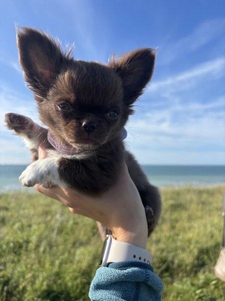 Complexe canin et élevage du royaume de Maia - Eleveur de Chihuahua LOF poil long et poil court - photo 2