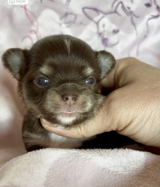 Complexe canin et élevage du royaume de Maia - Eleveur de Chihuahua LOF poil long et poil court - photo 3