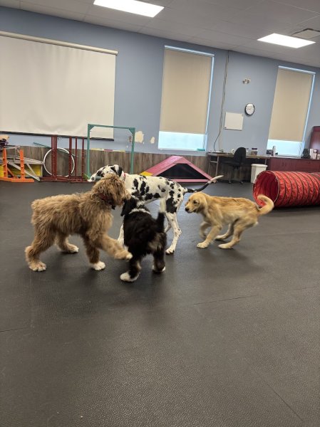 Académie Canine Allycia Leclerc | Éducateur canin | Cours de dressage à Québec - photo 2